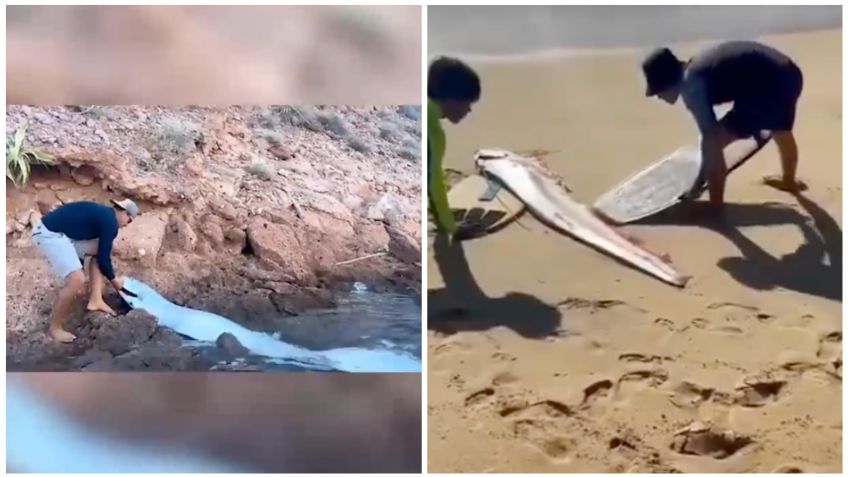 Aparecen dos peces remo en Baja California Sur ¿Podría ser presagio de un terremoto?