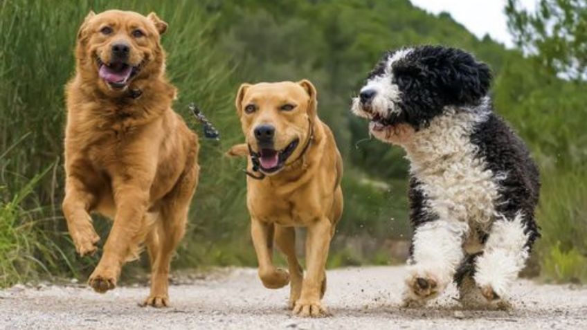 Cuáles son las razas de perros más activas de todas