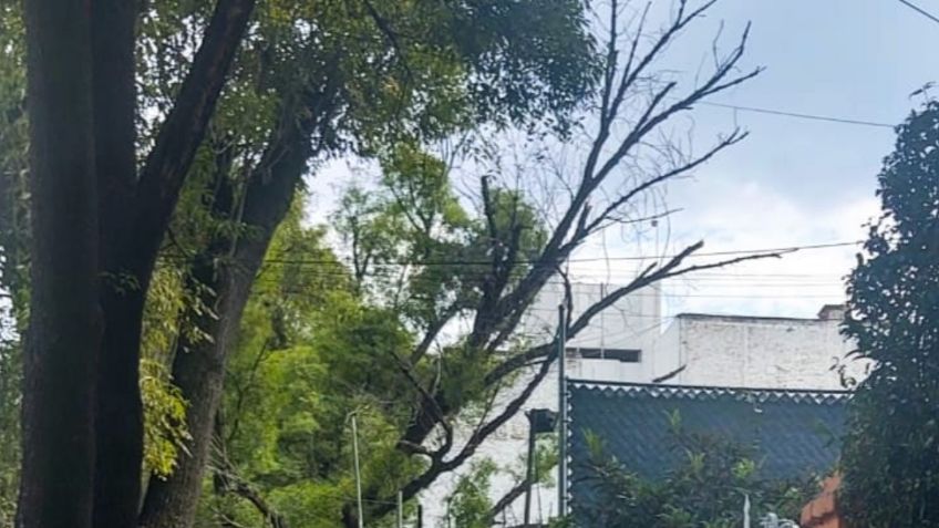 Hombre muere al intentar podar un árbol en Azcapotzalco, subió a una tarima, resbaló y cayó de 5 metros de altura