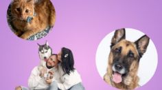 Adoptables de la semana: estos adorables perritos y gatitos buscan una familia amorosa