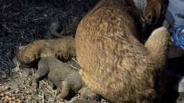 Foto que representa a Queman vivos a sus 6 cachorros y perrita insiste en quedarse con ellos | VIDEO