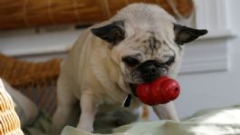 Foto que representa a Localizan sin vida, y parcialmente devorada por sus perros pug, a una mujer reportada como desaparecida