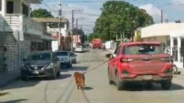 Foto que representa a Multan al dueño de un perrito que era arrastrado por un vehículo automotor en Tampico