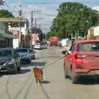 Multan al dueño de un perrito que era arrastrado por un vehículo automotor en Tampico