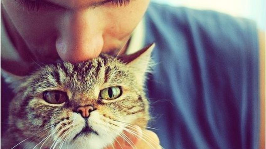 Cuál es la razón por la que los gatos se acercan a unas personas y a otras no