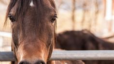 Caballo se desploma de cansancio al jalar carroza de quinceañera en Atlixco | VIDEO