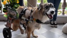 Esta es la historia de “Tomate”, perrito que pasó de vivir en la calle a ser el rey canino del Carnaval de Mérida