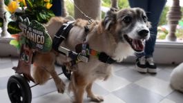 Foto que representa a Esta es la historia de “Tomate”, el perrito callejero que es uno de los primeros reyes caninos del Carnaval de Mérida