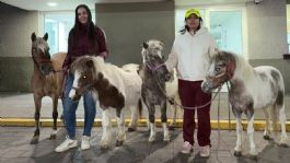 Foto que representa a Decomisan ponis de carrusel por primera vez en México; sufrían maltratos y largas jornadas de trabajo