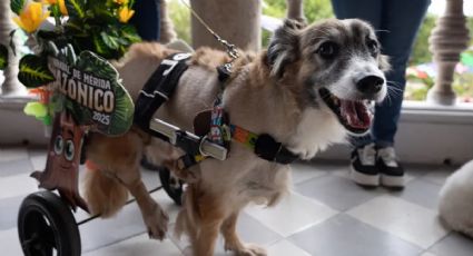 Esta es la historia de “Tomate”, perrito que pasó de vivir en la calle a ser el rey canino del Carnaval de Mérida