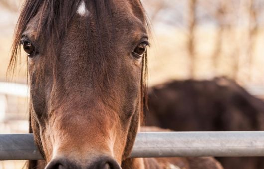 Caballo se desploma de cansancio al jalar carroza de quinceañera en Atlixco | VIDEO