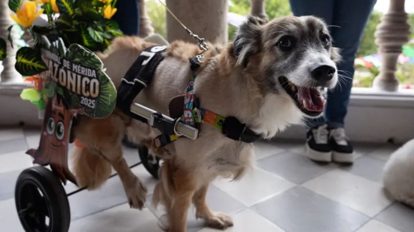 Esta es la historia de “Tomate”, perrito que pasó de vivir en la calle a ser el rey canino del Carnaval de Mérida