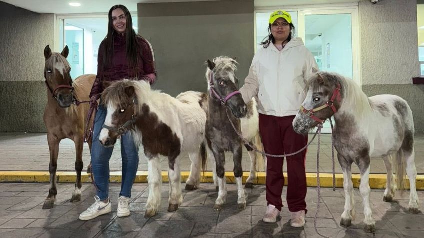 Decomisan ponis de carrusel por primera vez en México; sufrían maltratos y largas jornadas de trabajo