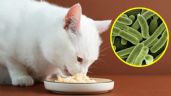 Foto ilustrativa de la nota titulada: Autoridades ALERTAN por famosa MARCA de COMIDA PARA GATO contaminada con salmonela, podría enfermar a tu mascota