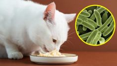 Autoridades ALERTAN por famosa MARCA de COMIDA PARA GATO contaminada con salmonela, podría enfermar a tu mascota