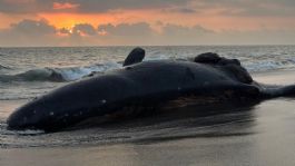 Foto que representa a Una ballena muere al chocar con un barco, se encontraba embarazada