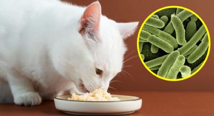 Autoridades ALERTAN por famosa MARCA de COMIDA PARA GATO contaminada con salmonela, podría enfermar a tu mascota