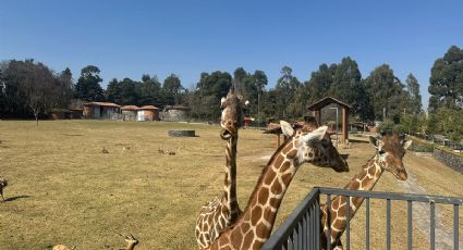 El Parque Ecológico de Zacango celebra 44 años trabajando por la conservación y el bienestar animal