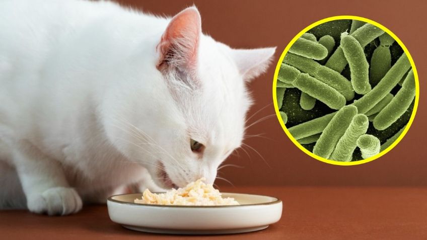 Autoridades ALERTAN por famosa MARCA de COMIDA PARA GATO contaminada con salmonela, podría enfermar a tu mascota