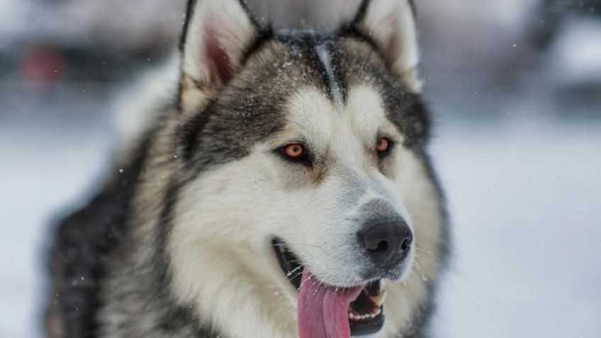 ¡El perro más valiente del mundo!: enfrenta a tres delincuentes para frustrar asalto | VIDEO