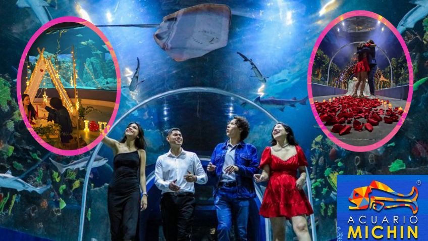 ¿Cuánto cuesta una "cita a ciegas" en el Acuario Michin con cena incluida? Consigue pareja para San Valentín