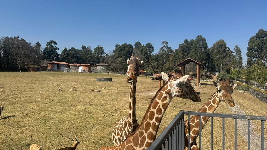 El Parque Ecológico de Zacango celebra 44 años trabajando por la conservación y el bienestar animal