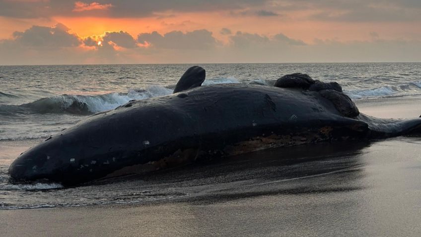 Una ballena muere al chocar con un barco, estaba embarazada