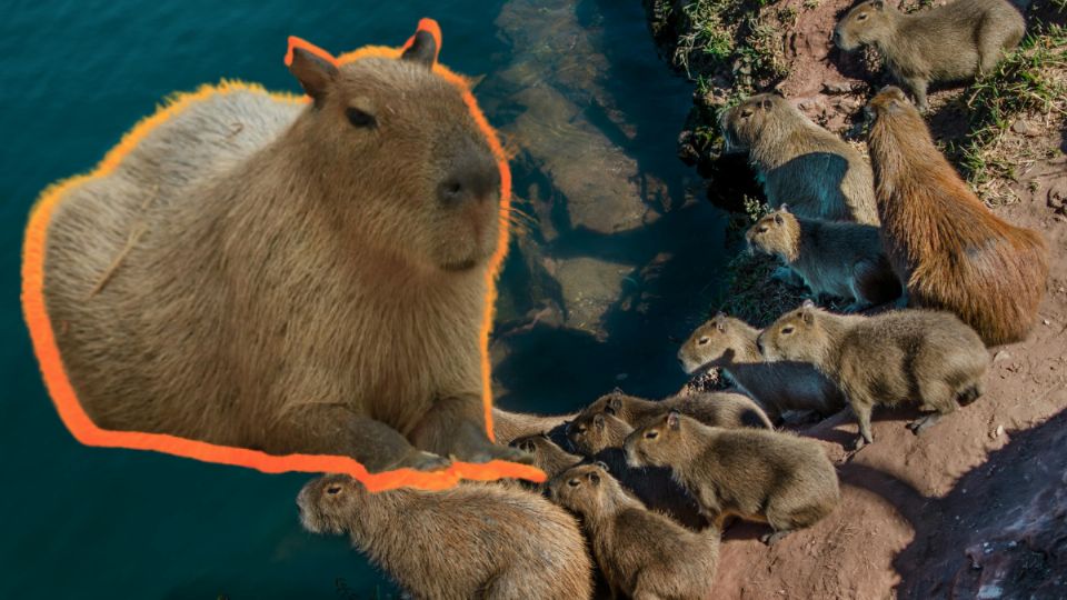 Los capibara generan ternura por su apariencia que los asemeja con los cerditos de tamaño mediano.