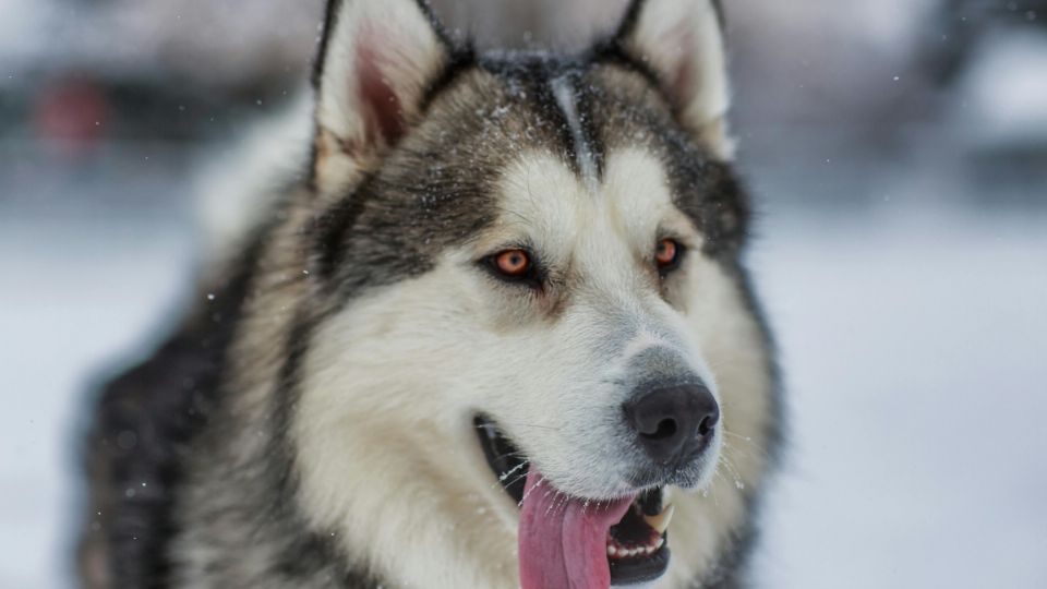 Un perrito de la raza Alaska malamute frustró el robo que intentaron cometer tres delincuentes. 