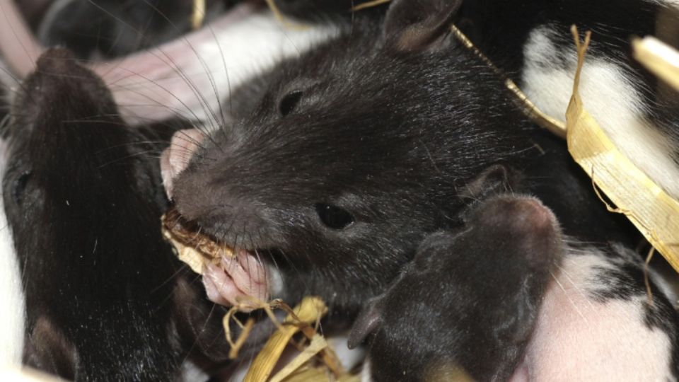 Una plaga de ratas consumidoras de droga se desató en EU.