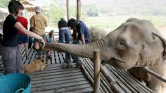 Muere turista tras ser atacada por un elefante en Tailandia; mujer lo estaba bañando