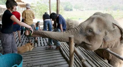 Muere turista tras ser atacada por un elefante en Tailandia; mujer lo estaba bañando