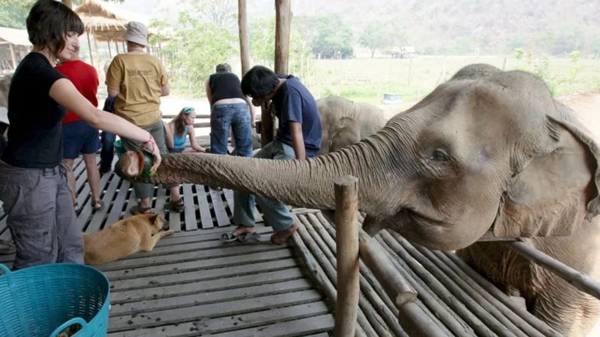 Muere turista tras ser atacada por un elefante en Tailandia; mujer lo estaba bañando