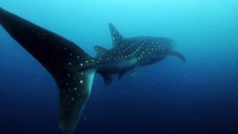 Foto que representa a La Paz que tendrá actividades Turísticas para ver al tiburón ballena