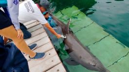 Foto que representa a Investiga Profepa manejo de delfines en delfinario del Hotel Barceló