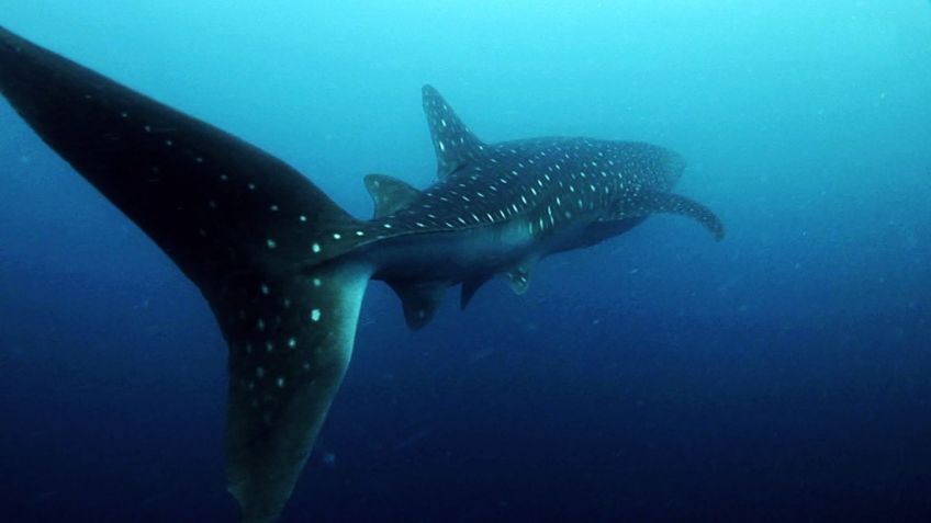 La Paz que tendrá actividades Turísticas para ver al tiburón ballena