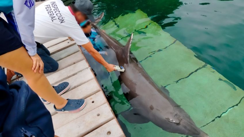 Investiga Profepa manejo de delfines en delfinario del Hotel Barceló