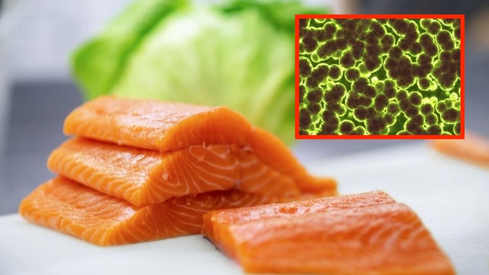 El alimento está contaminado con una peligrosa bacteria.