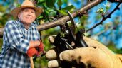 Foto ilustrativa de la nota titulada: Los profesionales recomiendan podar esta lista de árboles frutales en Febrero para que lancen frutos todo el año