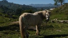 Roban pony en segundos