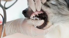 Esto es lo que debes tener en cuenta para hacerle una limpieza dental a tu perro