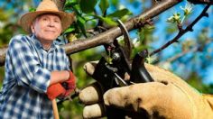 Los profesionales recomiendan podar esta lista de árboles frutales en Febrero para que lancen frutos todo el año