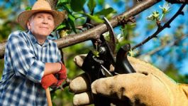 Foto que representa a Los profesionales recomiendan podar esta lista de árboles frutales en Febrero para que lancen frutos todo el año