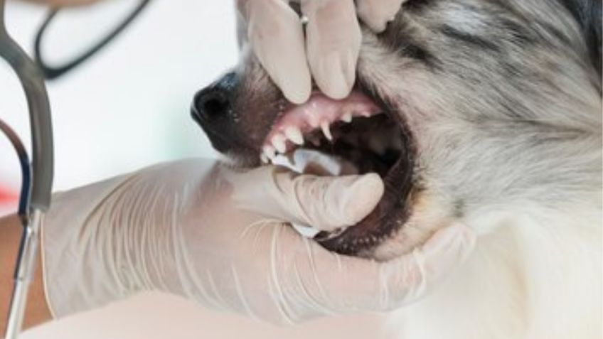 Esto es lo que debes tener en cuenta para hacerle una limpieza dental a tu perro