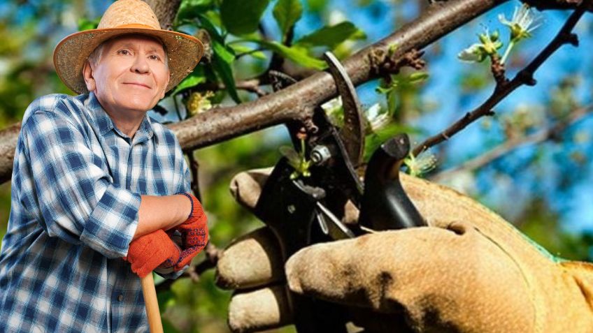 Los profesionales recomiendan podar esta lista de árboles frutales en Febrero para que lancen frutos todo el año