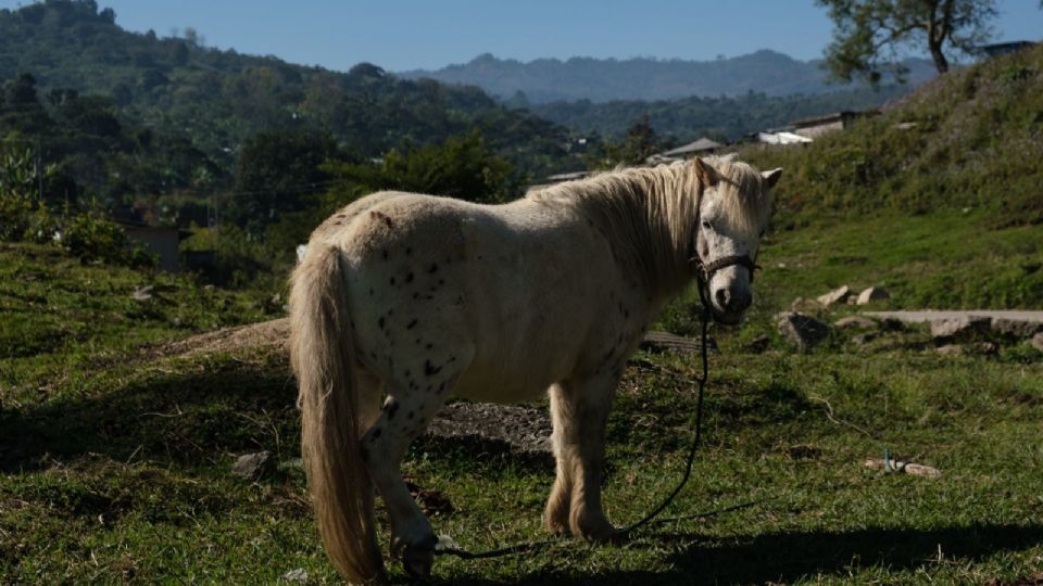 Los ponys son mascotas populares en ciertas regiones de Puebla.