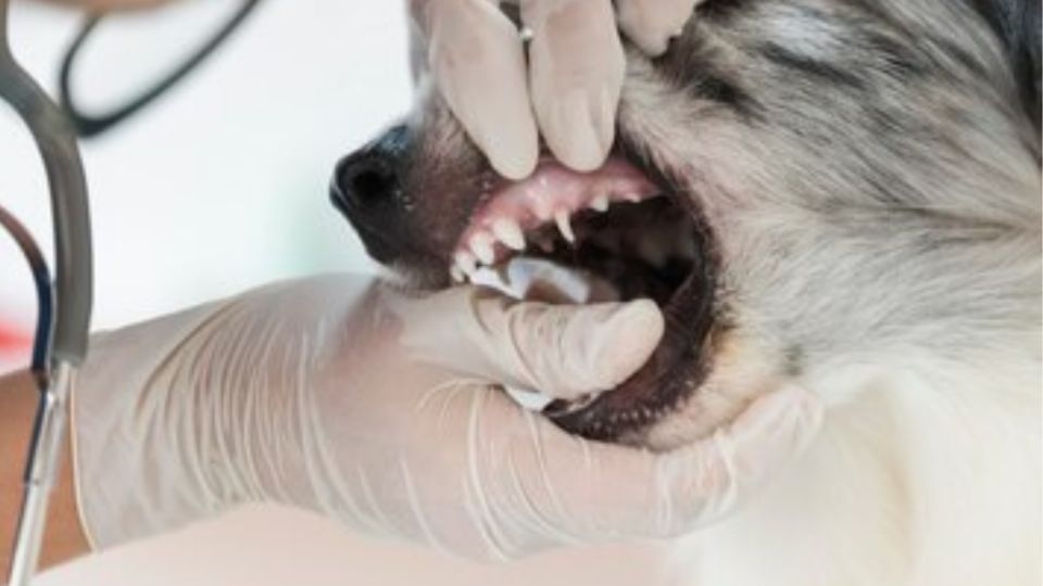 Esto es lo que debes tener en cuenta para hacerle una limpieza dental a tu perro. Fuente: Freepik