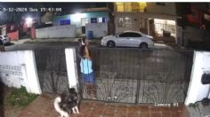 Mujer se roba a perrito para venderlo en Facebook | VIDEO