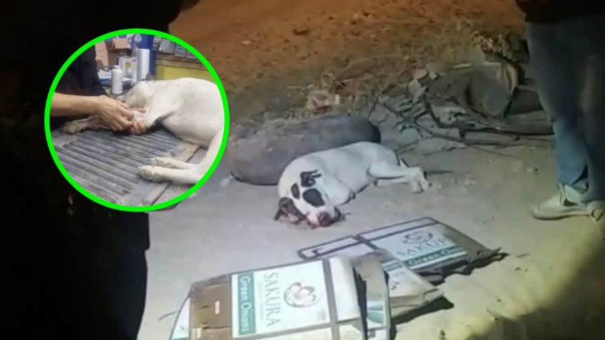 Niños colocan pirotecnia a un PERRITO en el hocico y lo matan