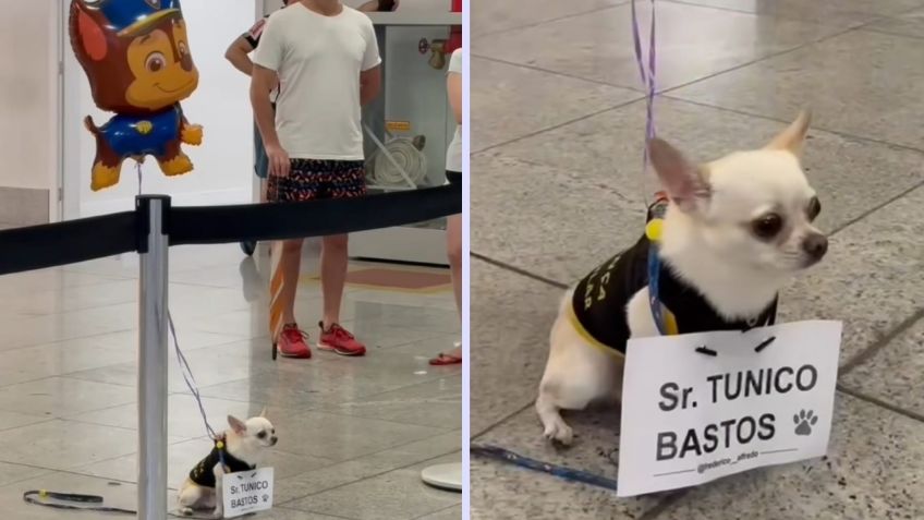 Perrito enternece las redes por recibir a su "amigo" en el aeropuerto con globo de Paw Patrol | VIDEO